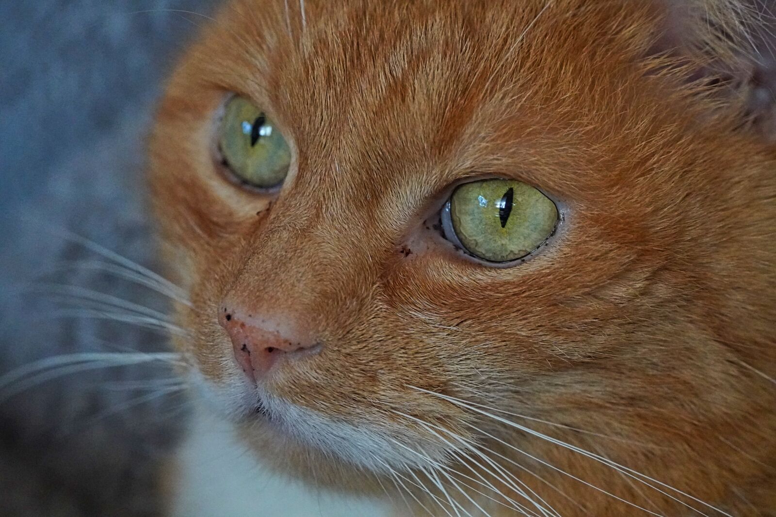 Sony a6400 sample photo. Cat, cat love, animal photography