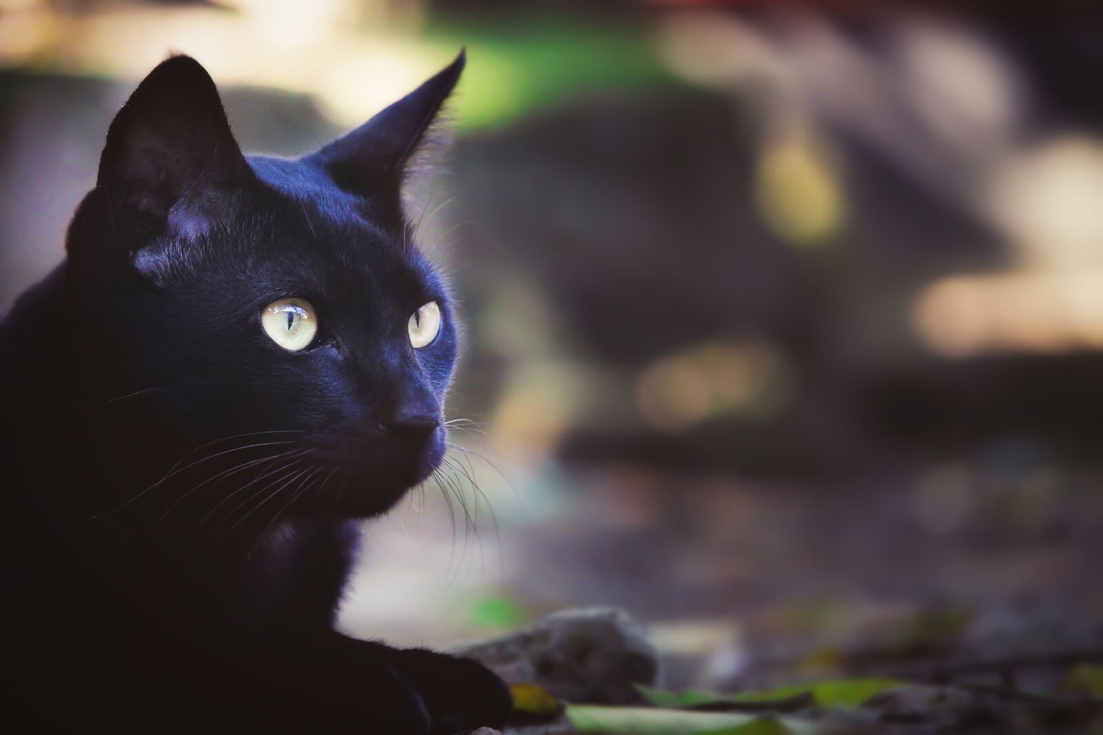 Canon EF-S 55-250mm F4-5.6 IS STM sample photo. Nature, outdoors, cute photography