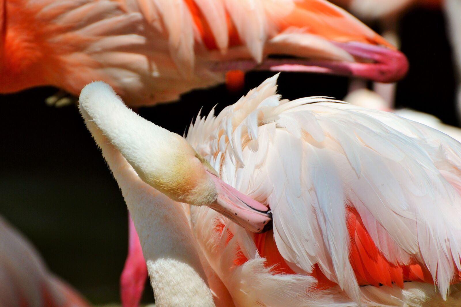 Nikon D3200 sample photo. Flamingo, bird, pink photography