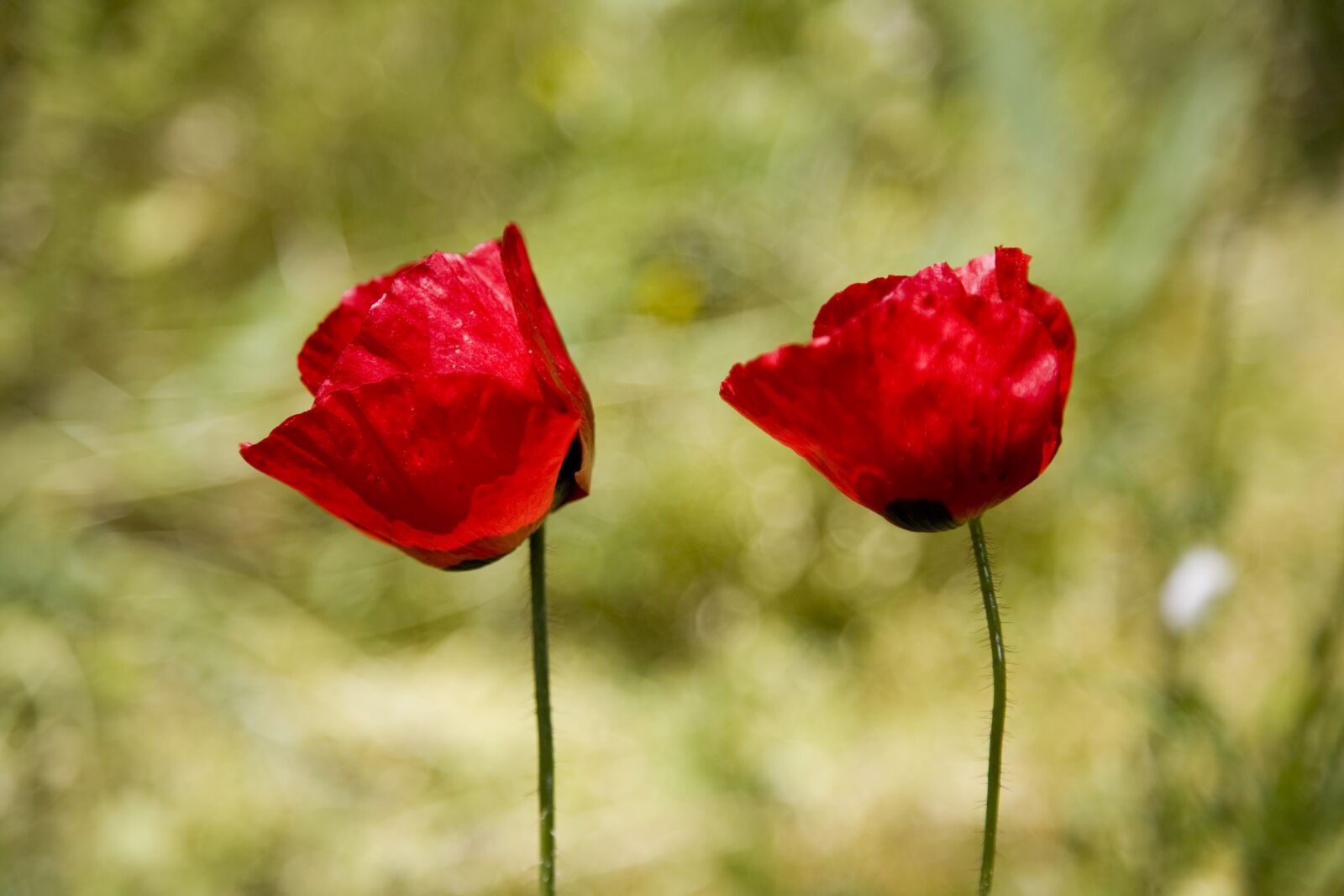Canon EOS 5D sample photo. Papaver rhoeas, flower, nature photography