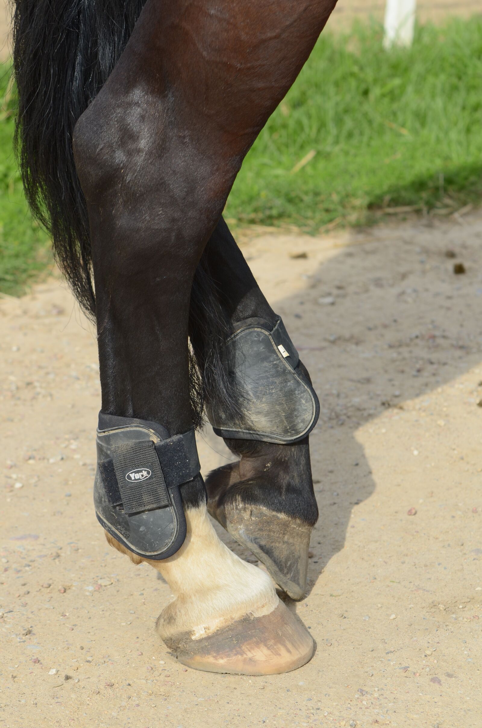 Nikon D7000 sample photo. Riding, steed, at the photography