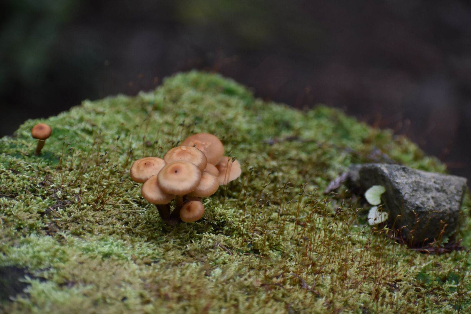 Nikon D3400 sample photo. Moss, nature, mushroom photography