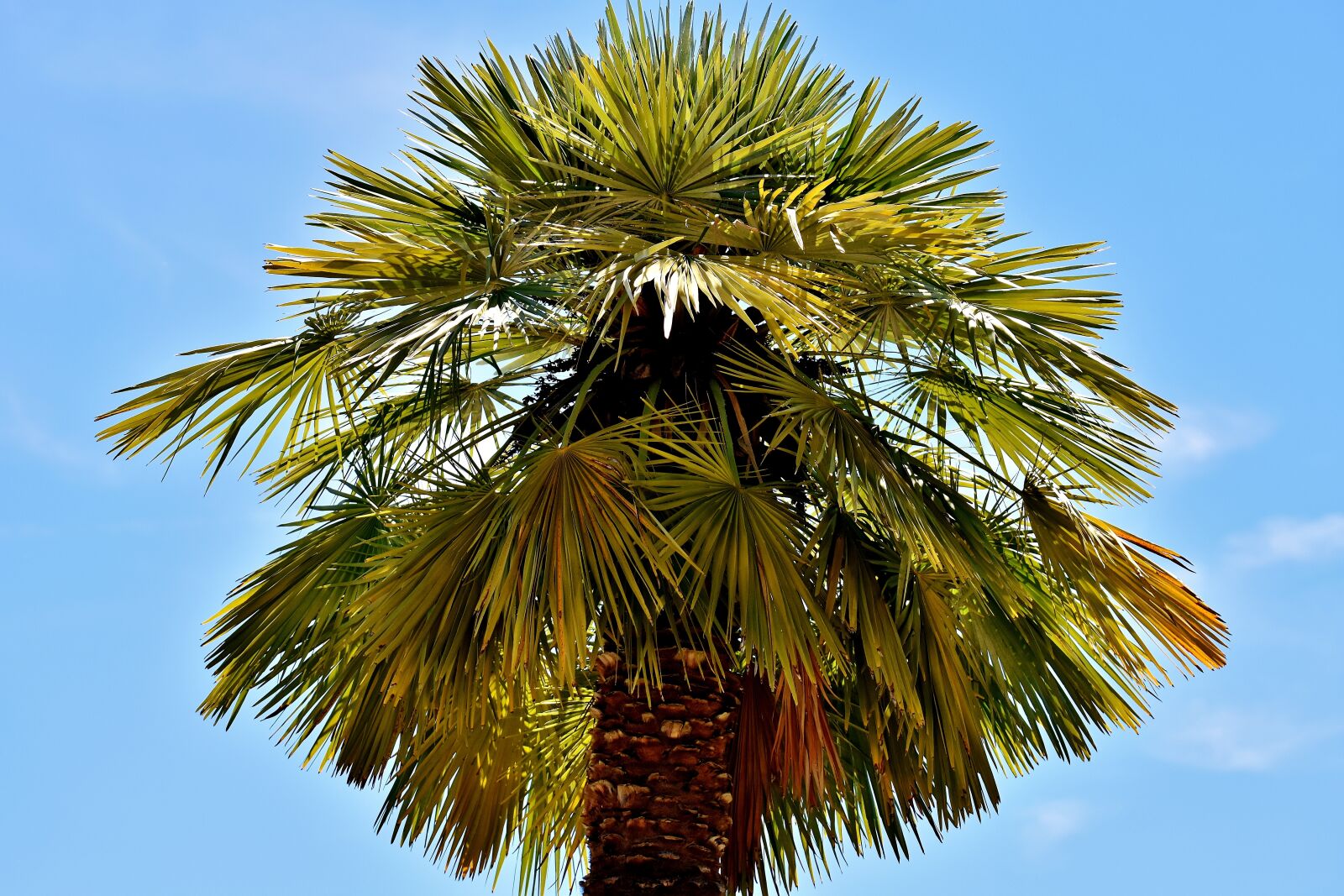 Nikon D7200 sample photo. Palm, summer, holidays photography