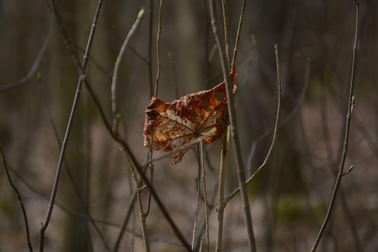 Nikon D5200 sample photo. Withered, maple, leaf photography