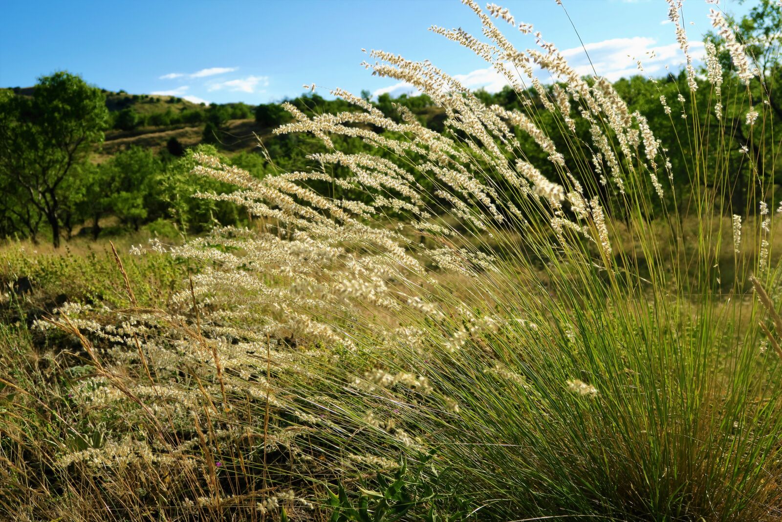 Canon PowerShot G7 X sample photo. Herbs, rural, nature photography