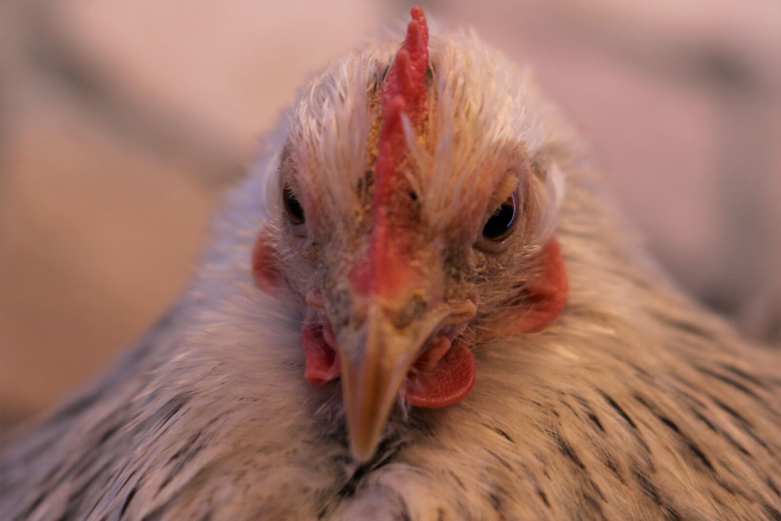 Canon EOS 2000D (EOS Rebel T7 / EOS Kiss X90 / EOS 1500D) sample photo. Chicken, hen, poultry photography