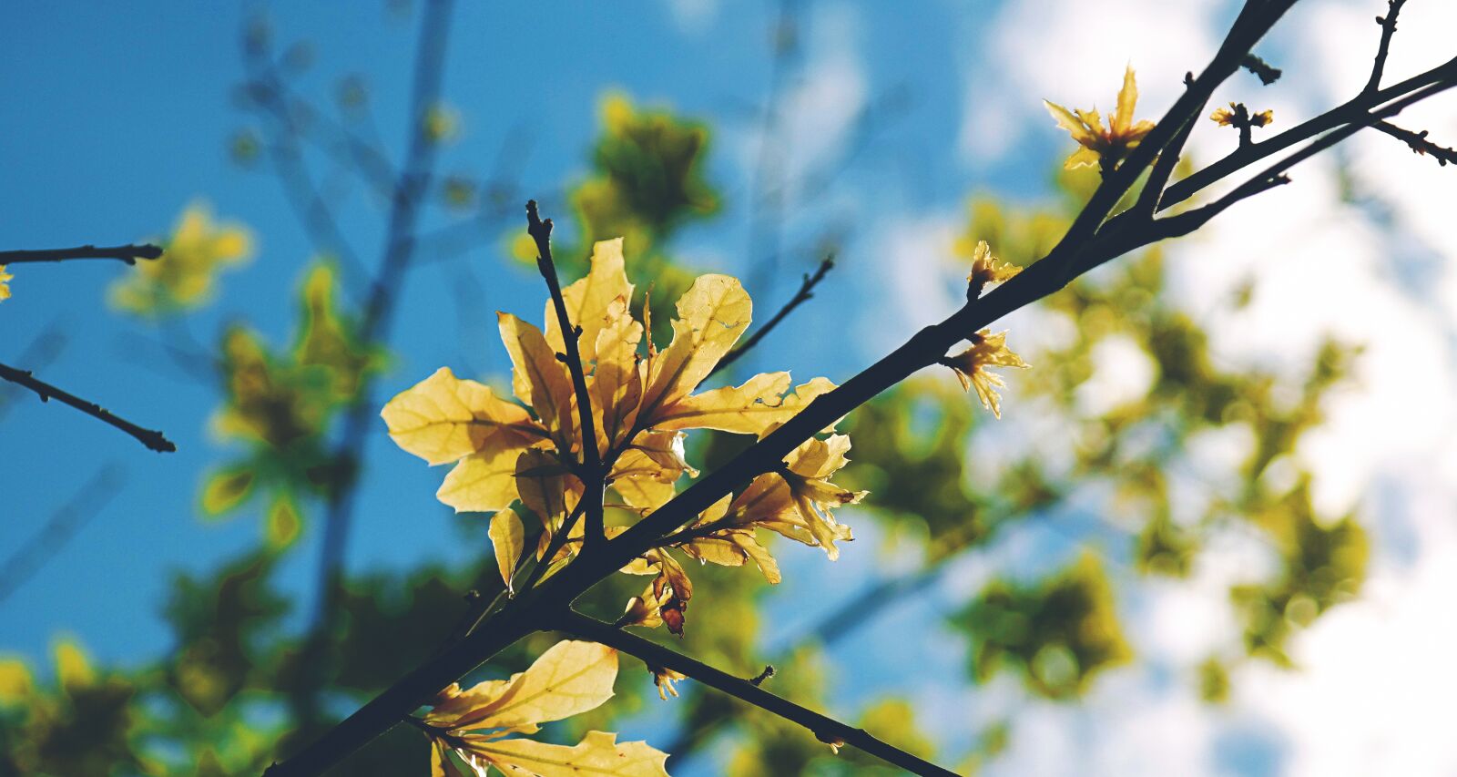 Samsung NX300 sample photo. Branches, hd wallpaper, leaves photography