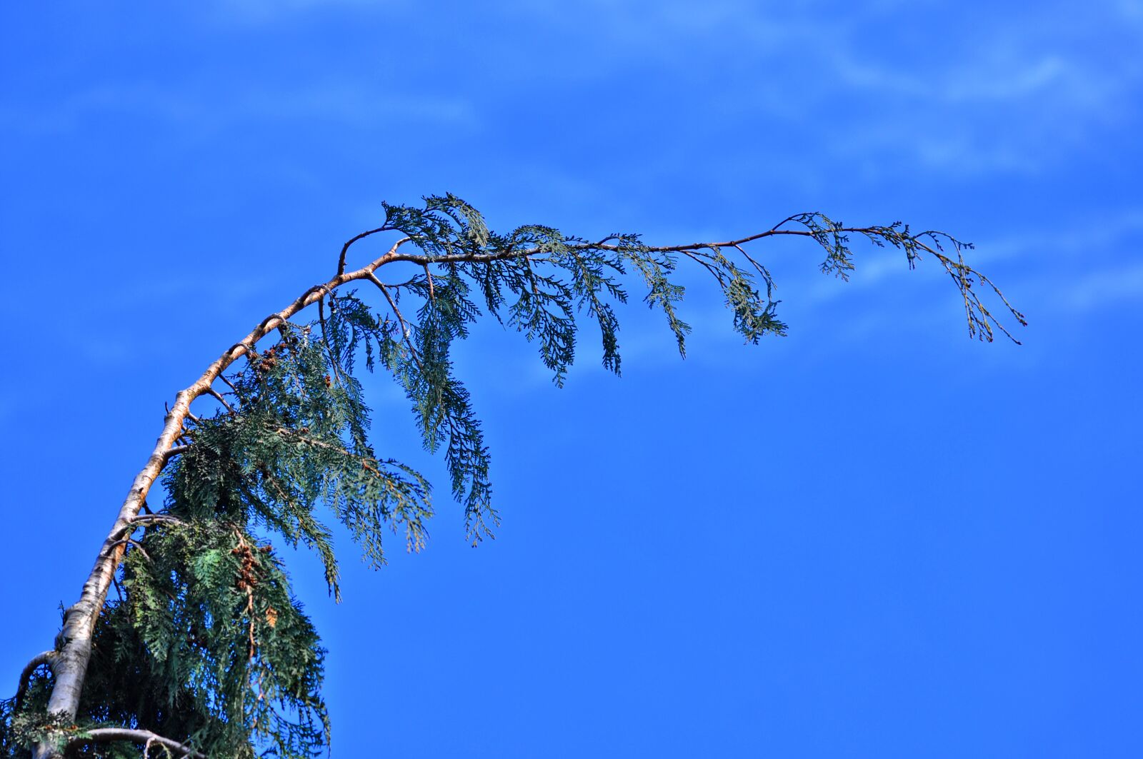 Nikon D90 sample photo. Conifer, pine tree, fir photography