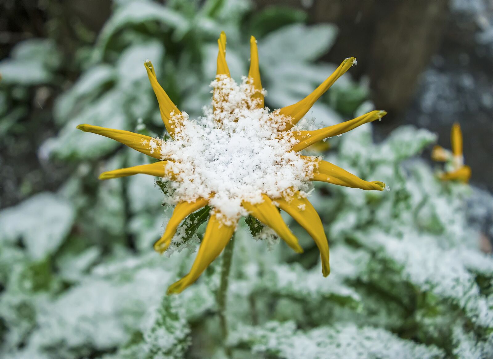 Nikon D3300 sample photo. The first snow, flowers photography