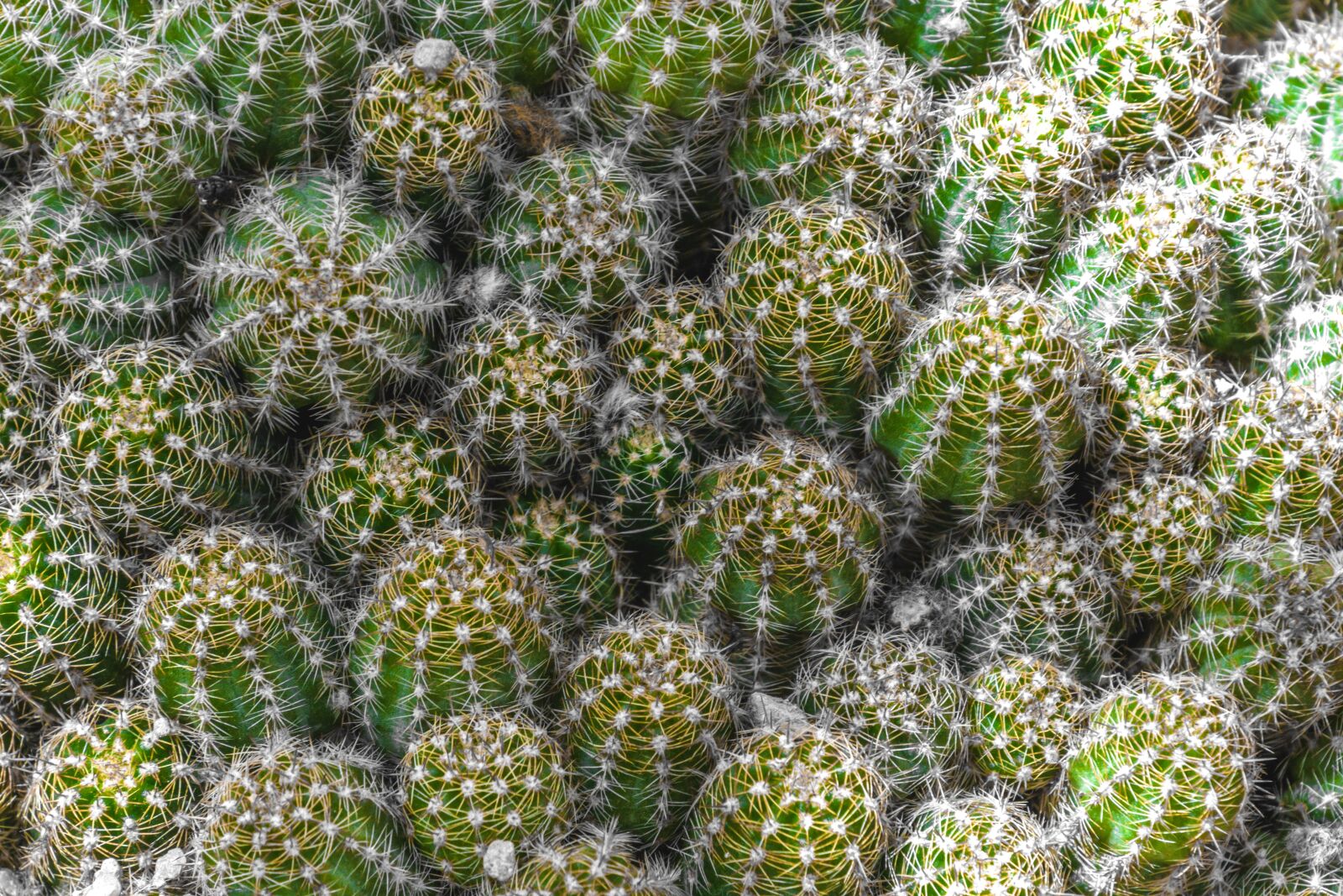 Canon EOS 70D sample photo. Cactus, spur, plant photography