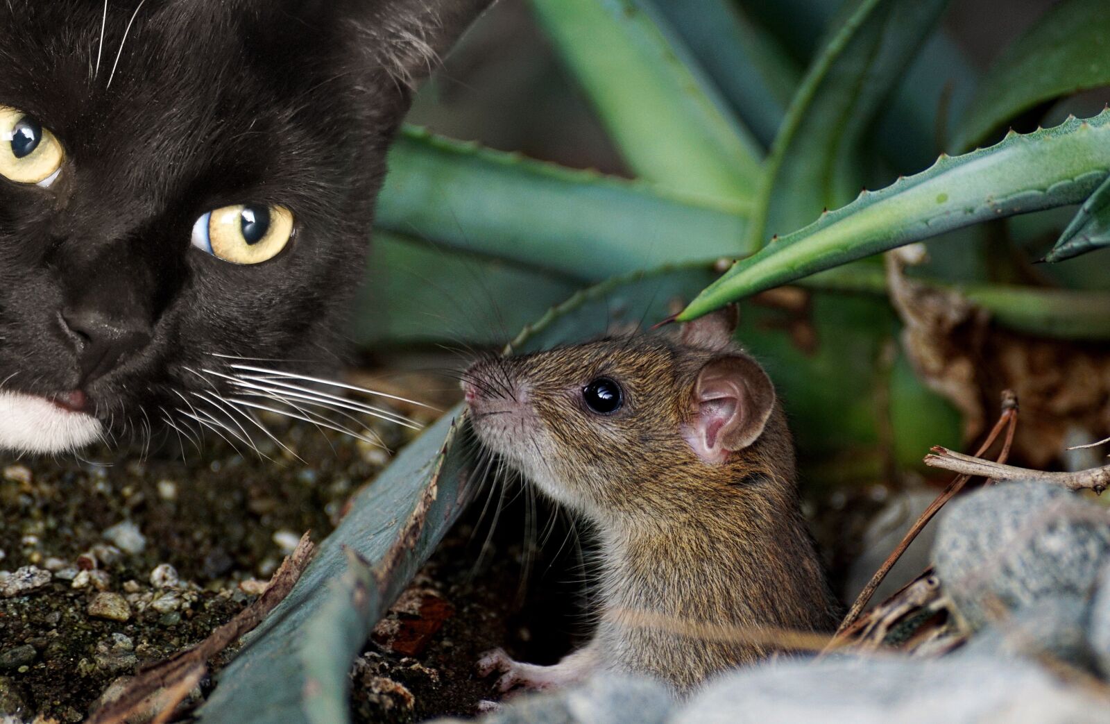 Sony DT 55-300mm F4.5-5.6 SAM sample photo. Cat, mouse, animal photography