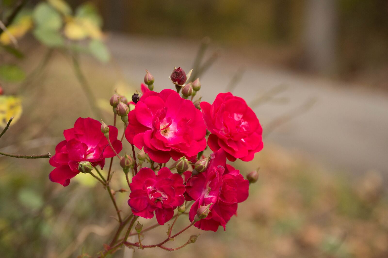 Nikon D3200 sample photo. Bloom, flower, blossom photography