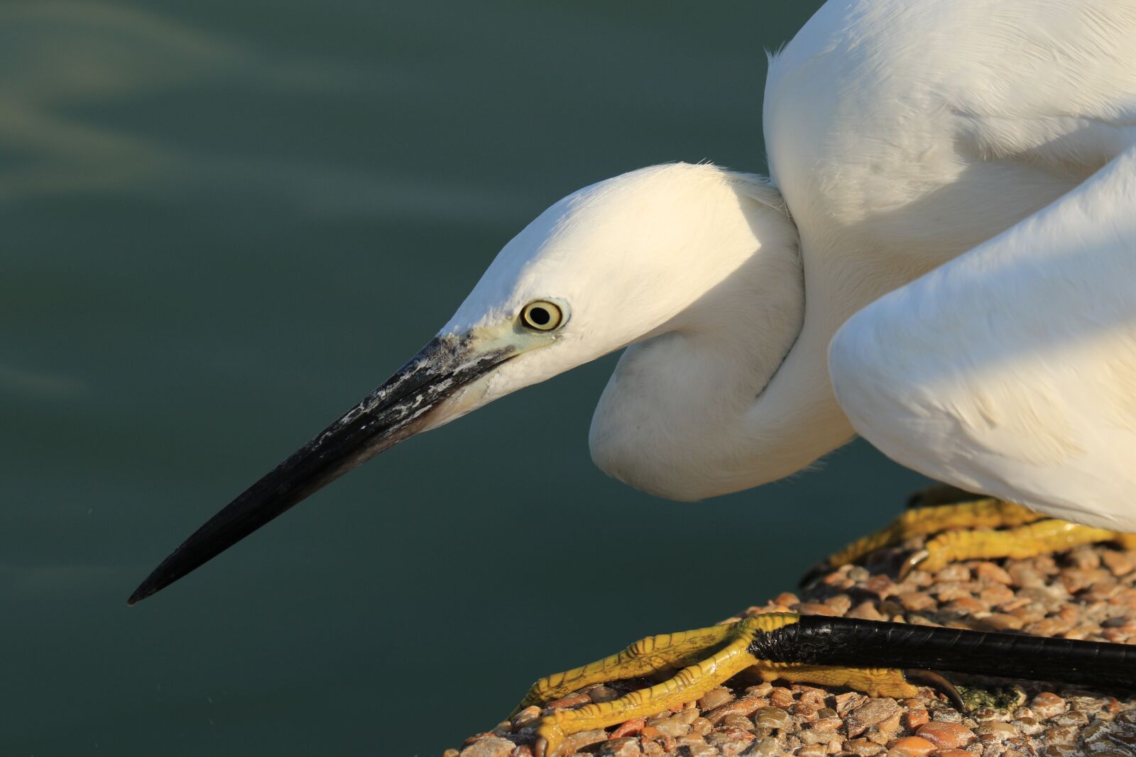 Canon EOS 7D Mark II sample photo. Bird, little egret, white photography