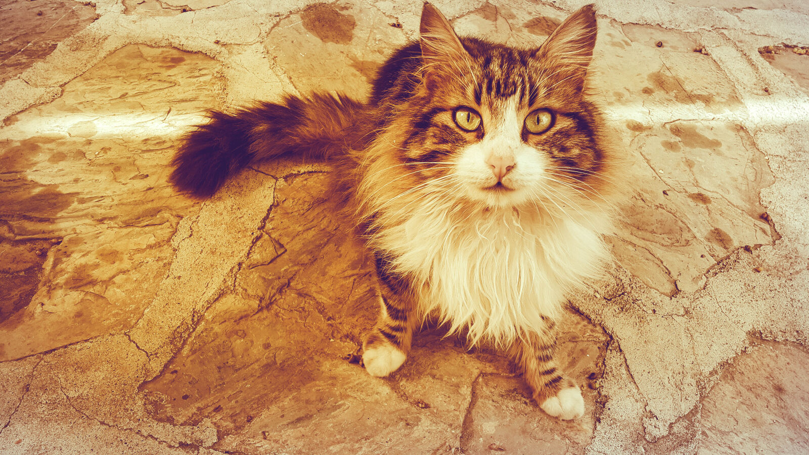 Samsung Galaxy Note4 sample photo. Big, cat photography