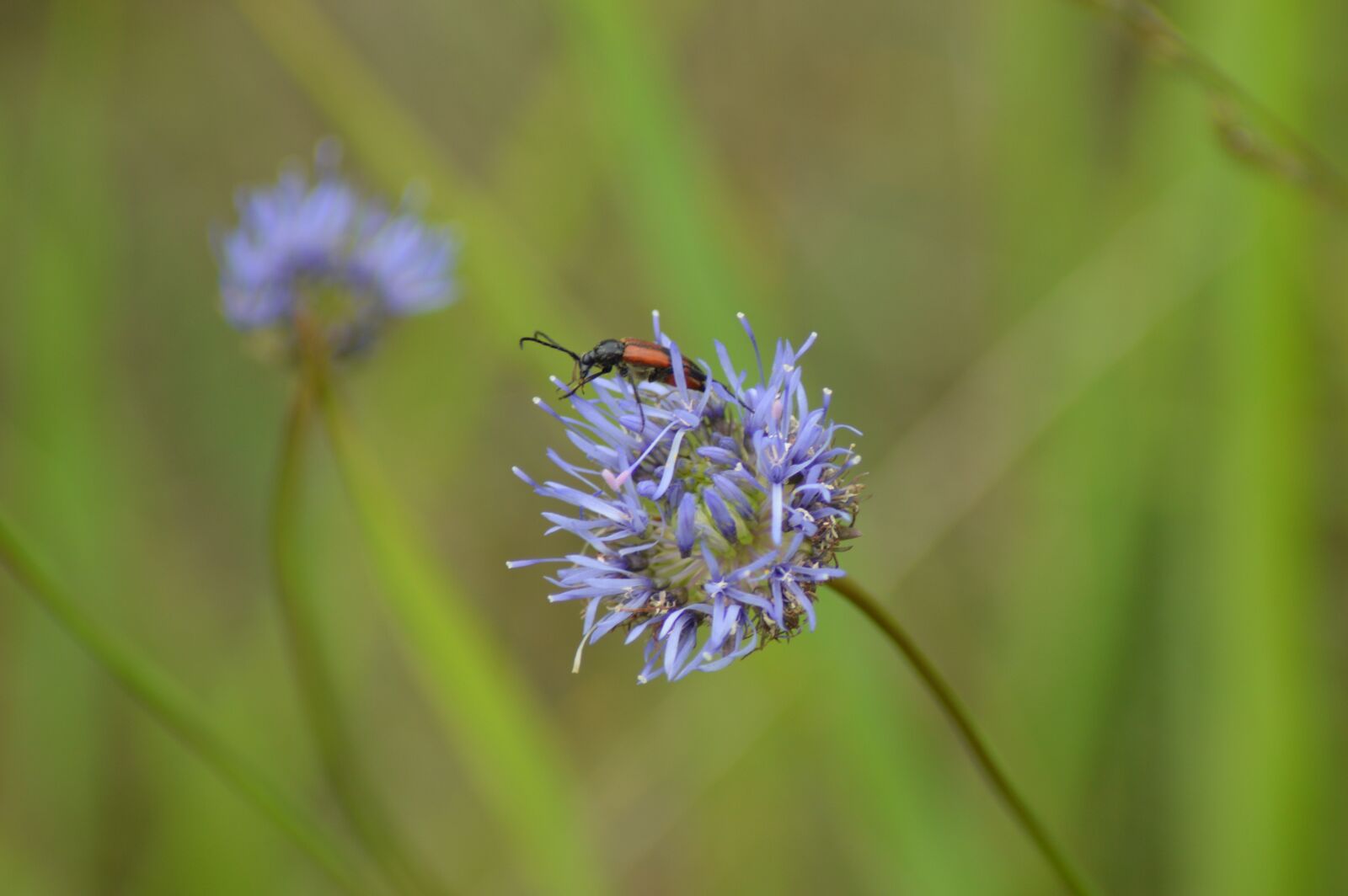 Nikon D3200 sample photo. Flower, insect, blue photography