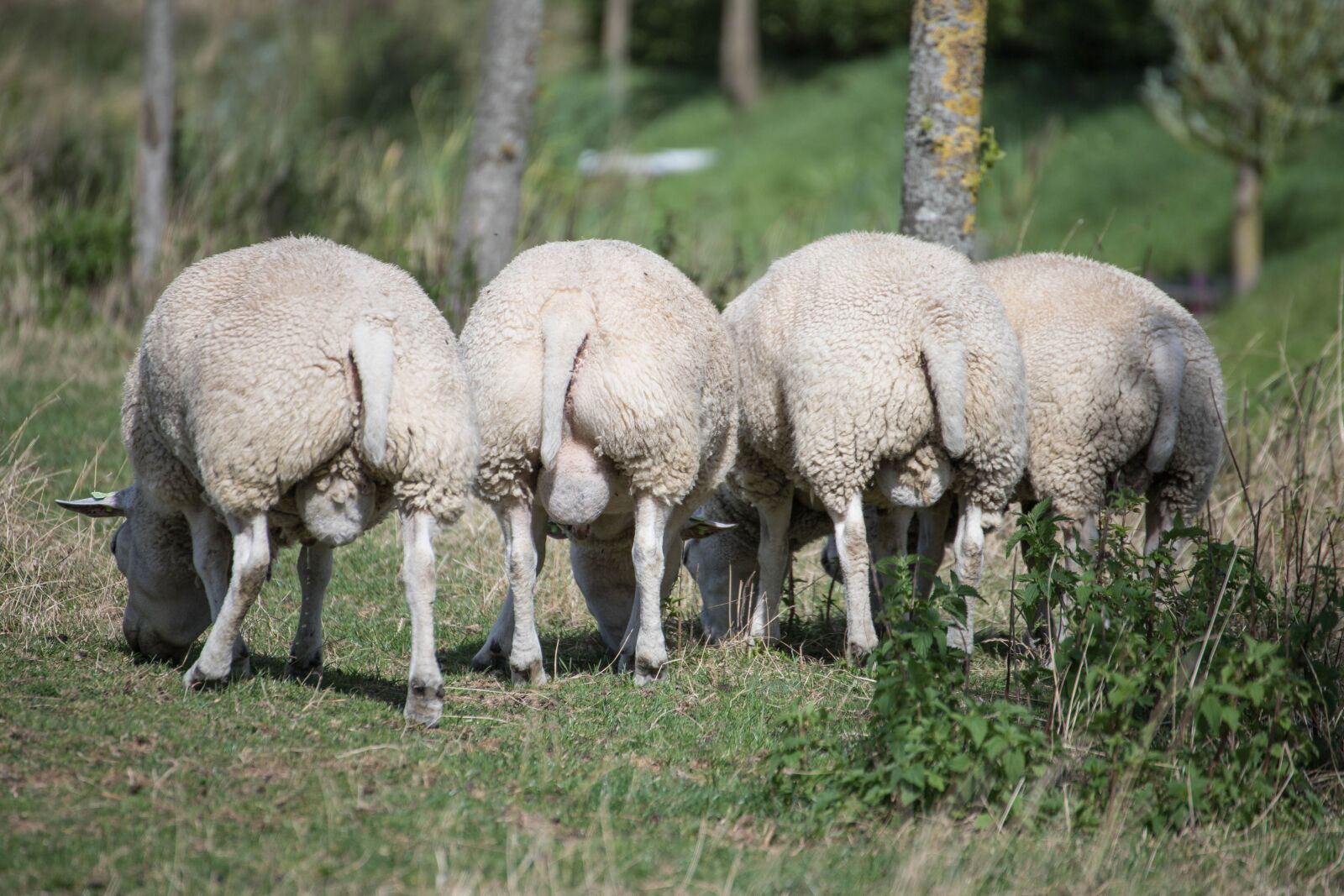 Canon EOS 6D Mark II sample photo. Sheep, wool, meadow photography