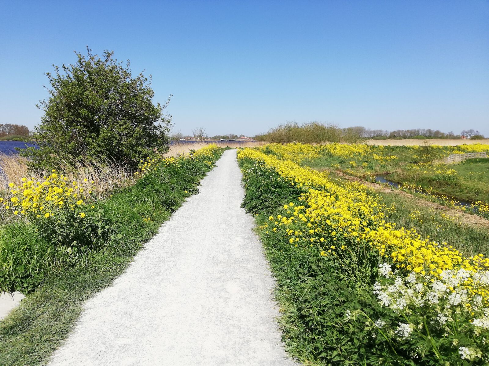 HUAWEI P20 lite sample photo. Spring, rapeseed, nature photography