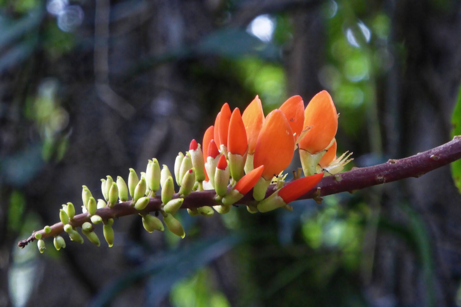 Panasonic Lumix DMC-ZS40 (Lumix DMC-TZ60) sample photo. Colombia, tropics, plant photography