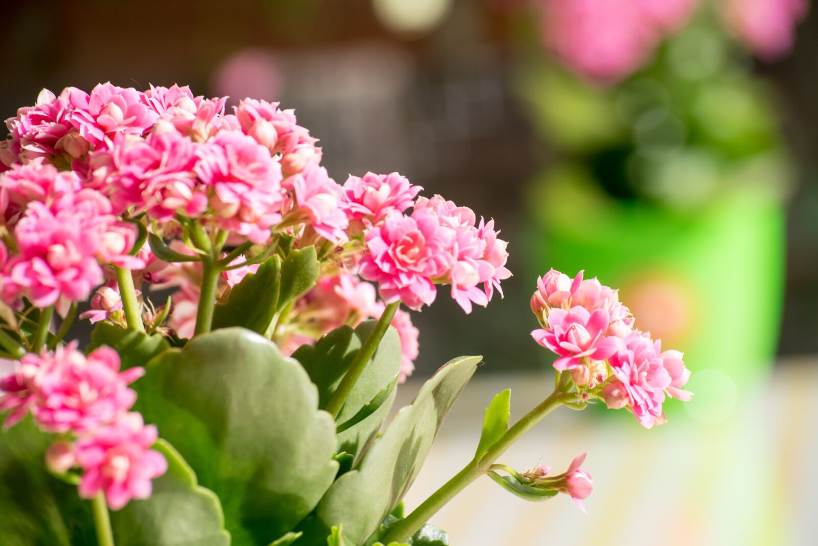 Nikon D5300 sample photo. Blossom, flower, botany photography