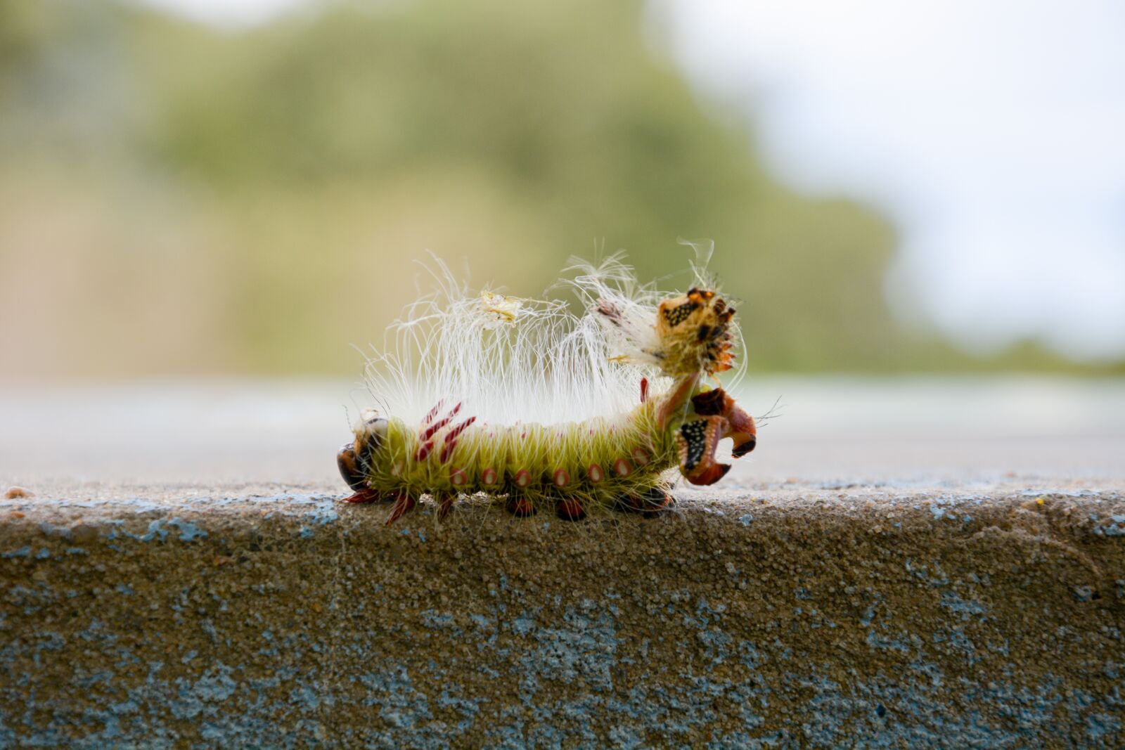 Nikon D5200 sample photo. Insect, macro, nature photography