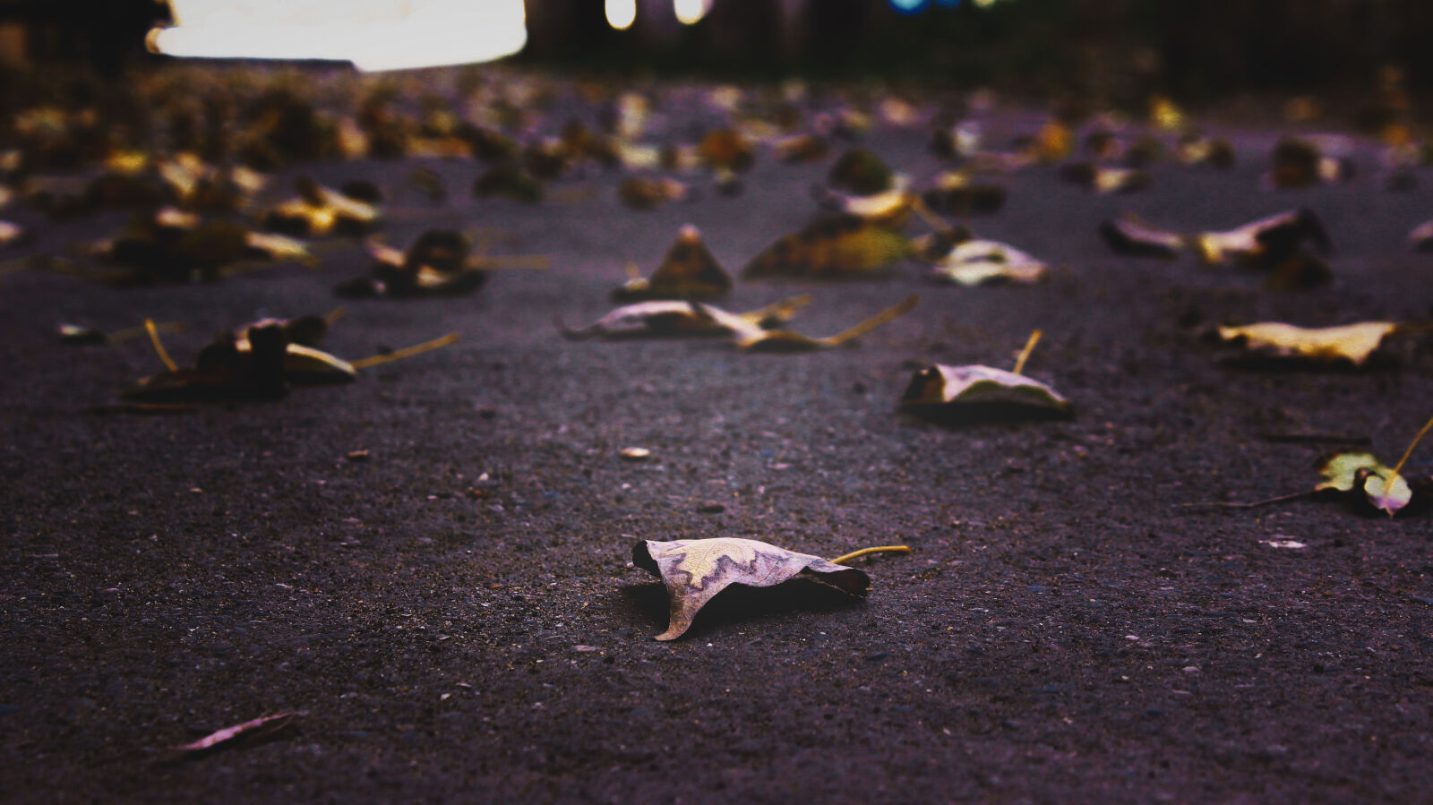 Canon EOS 600D (Rebel EOS T3i / EOS Kiss X5) sample photo. Asphalt, autumn, depth, of photography