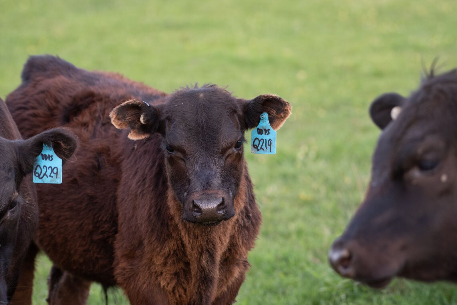 Nikon D750 sample photo. Cow, calf, black angus photography