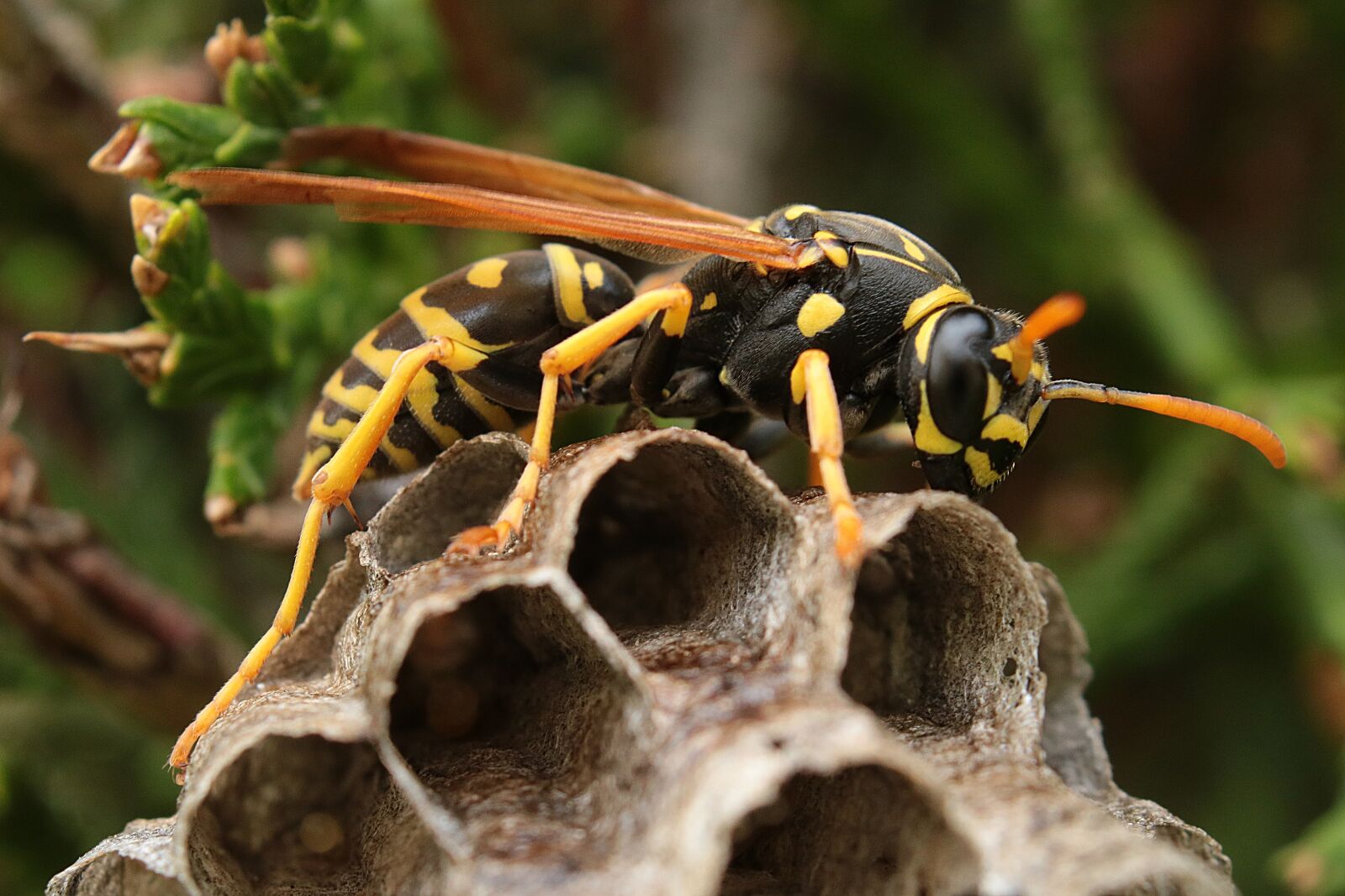 Canon EOS 750D (EOS Rebel T6i / EOS Kiss X8i) sample photo. Wasp, the hive, insect photography