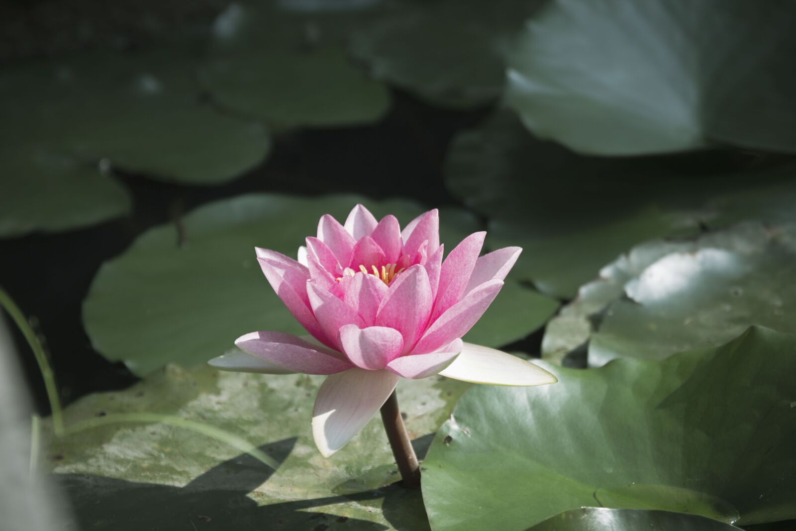 Canon 17-70mm F2.8-4 DC MACRO OS HSM | Contemporary 013 sample photo. Water lily, flower, pink photography