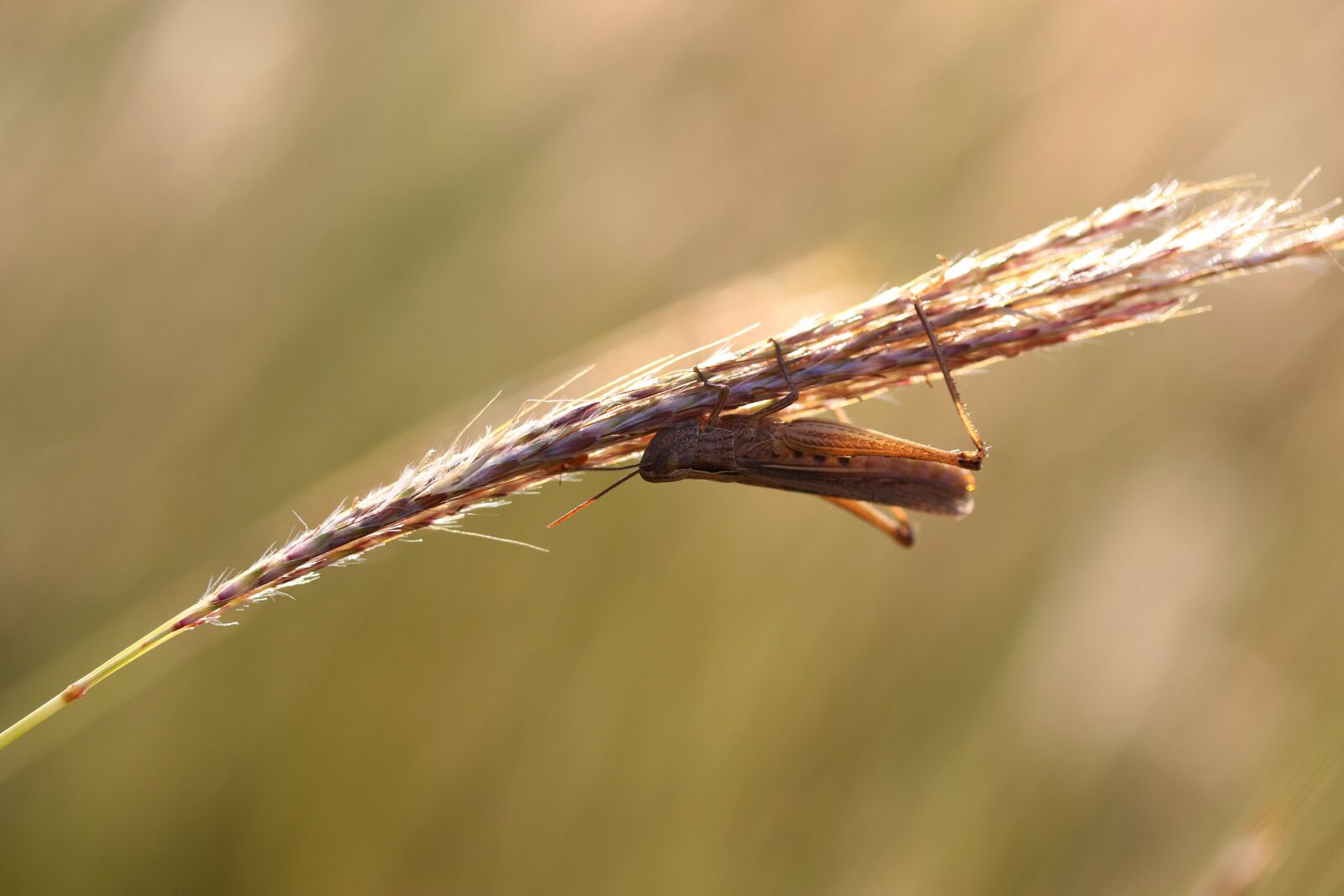 Canon EOS 7D Mark II sample photo. Grasshopper, grass, insecta photography
