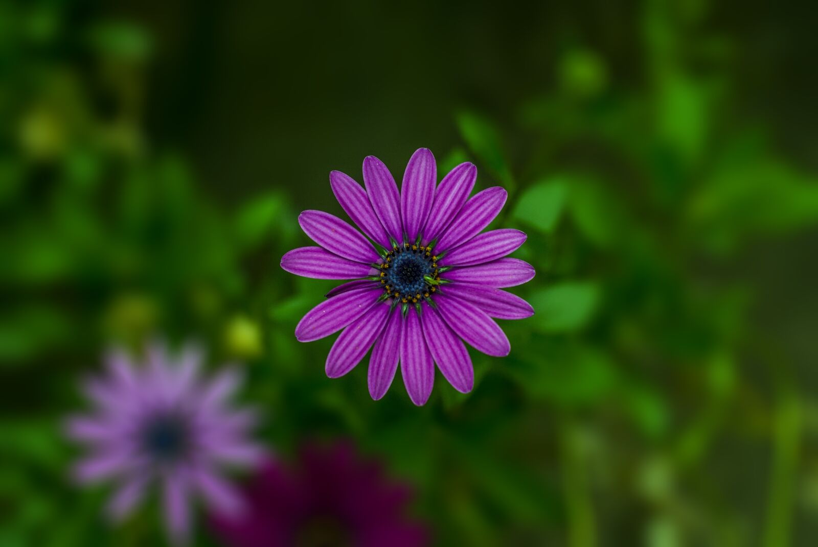 Nikon D60 sample photo. Flower g rbel, flower photography