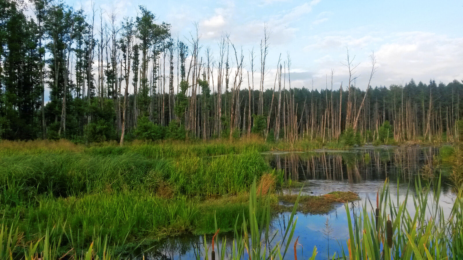 Samsung Galaxy S4 Mini sample photo. Lake, swamp, trees, water photography
