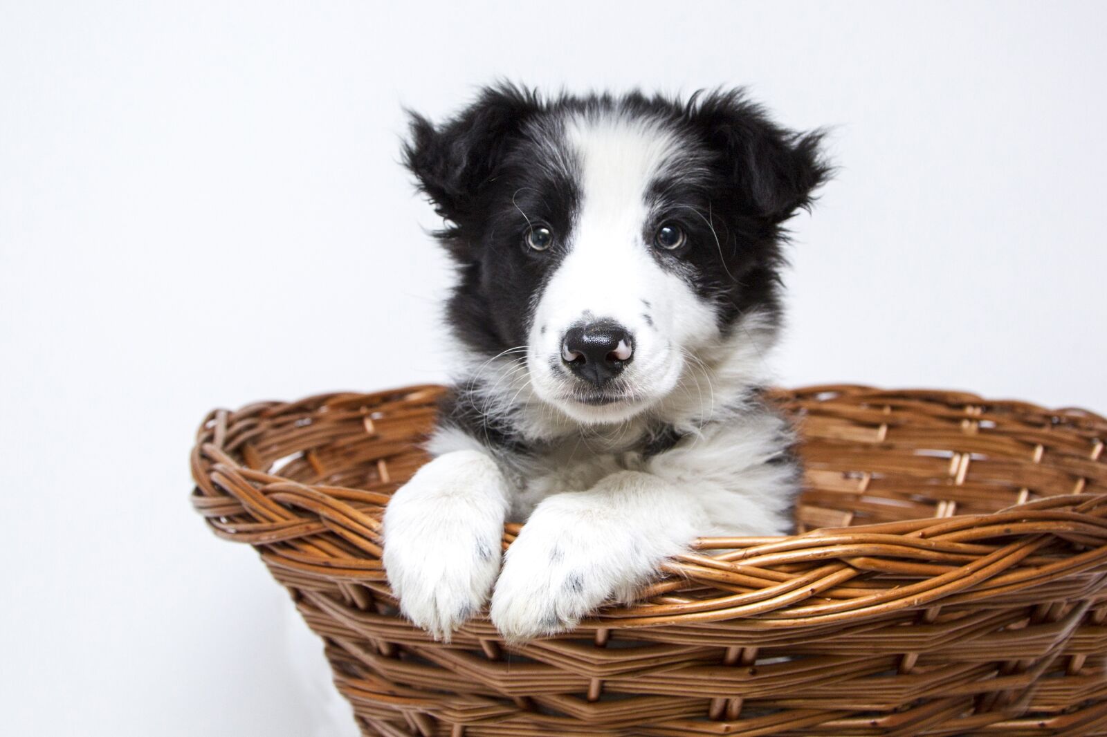 Canon EOS-1D Mark IV sample photo. Puppy, dogs, collie photography