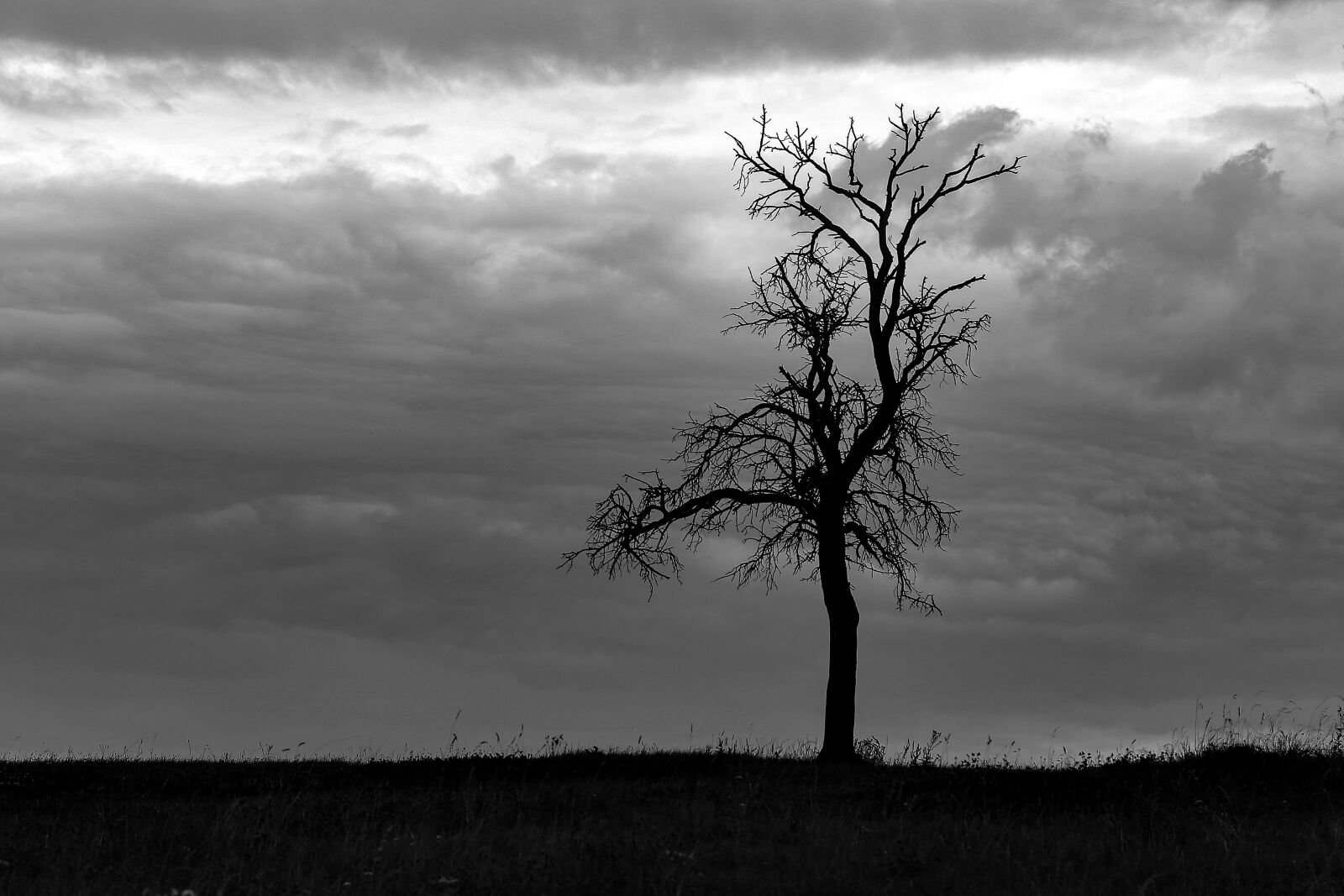 Canon EF 24-105mm F3.5-5.6 IS STM sample photo. Tree, cloudy, clouds photography