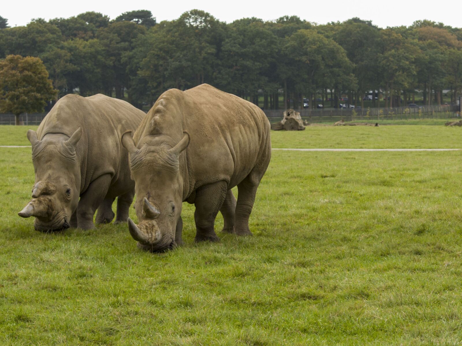 Nikon D3100 sample photo. Rhino, wild, beast photography