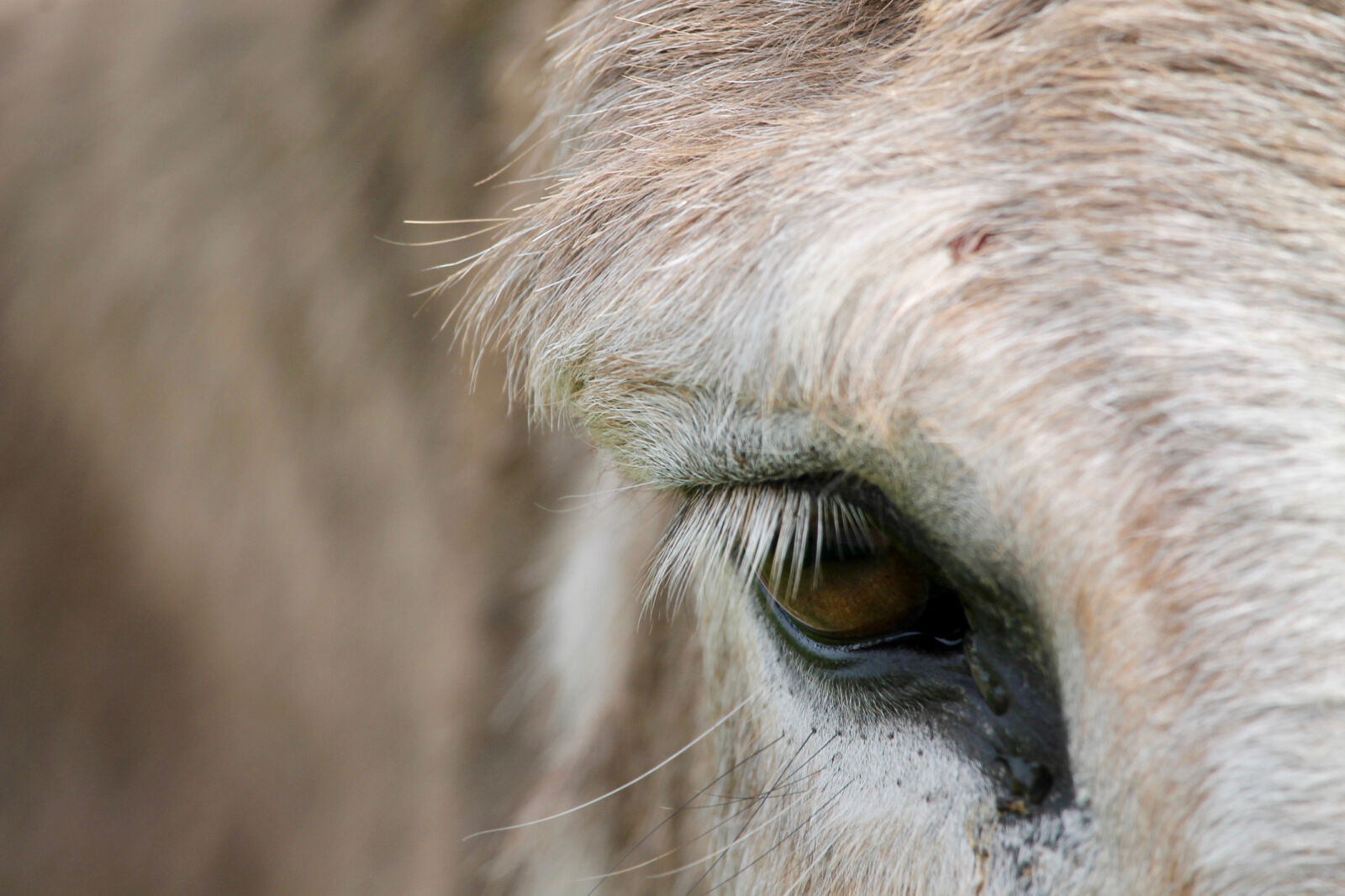 Canon EF-S 55-250mm F4-5.6 IS STM sample photo. Blur, close, up, donkey photography