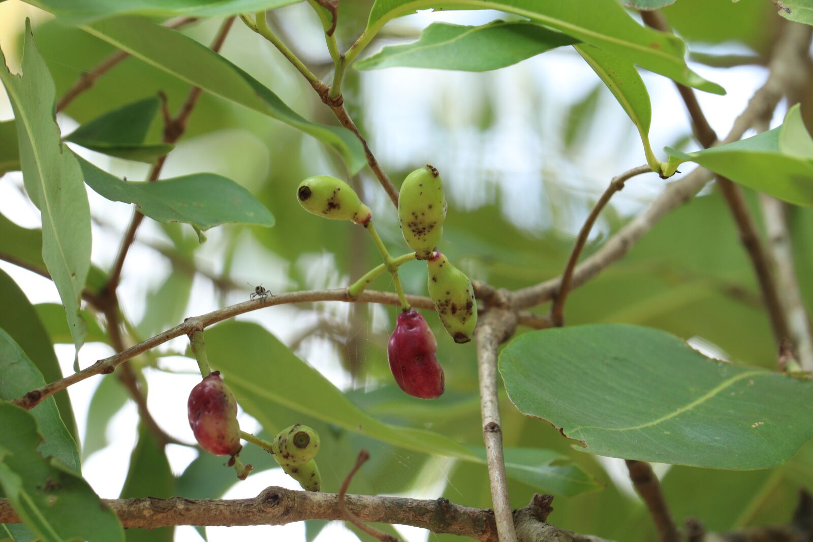 Canon EOS 250D (EOS Rebel SL3 / EOS Kiss X10 / EOS 200D II) sample photo. Kerala, fruit, sky photography