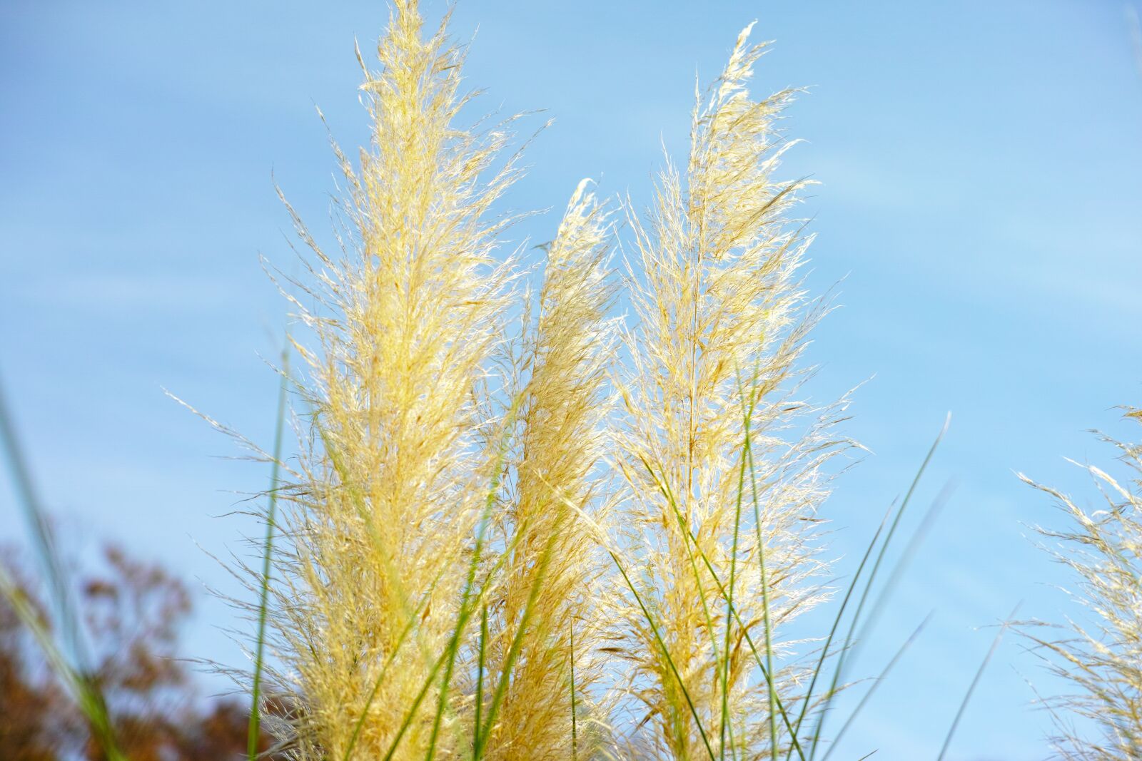 Sigma DP3 Merrill sample photo. Japanese silver grass, pampas photography