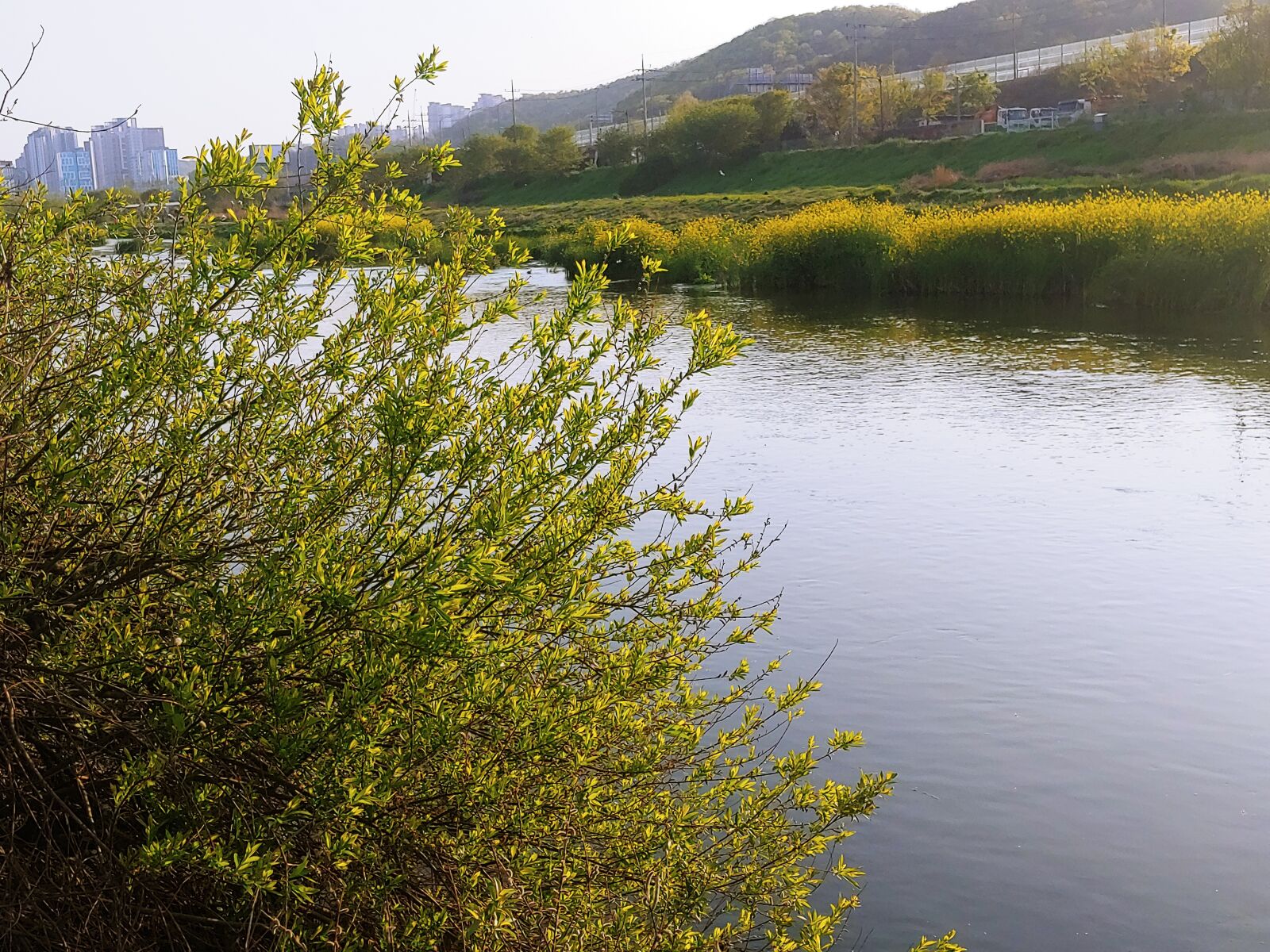 LG G7 THINQ sample photo. River, creek, rapeseed photography