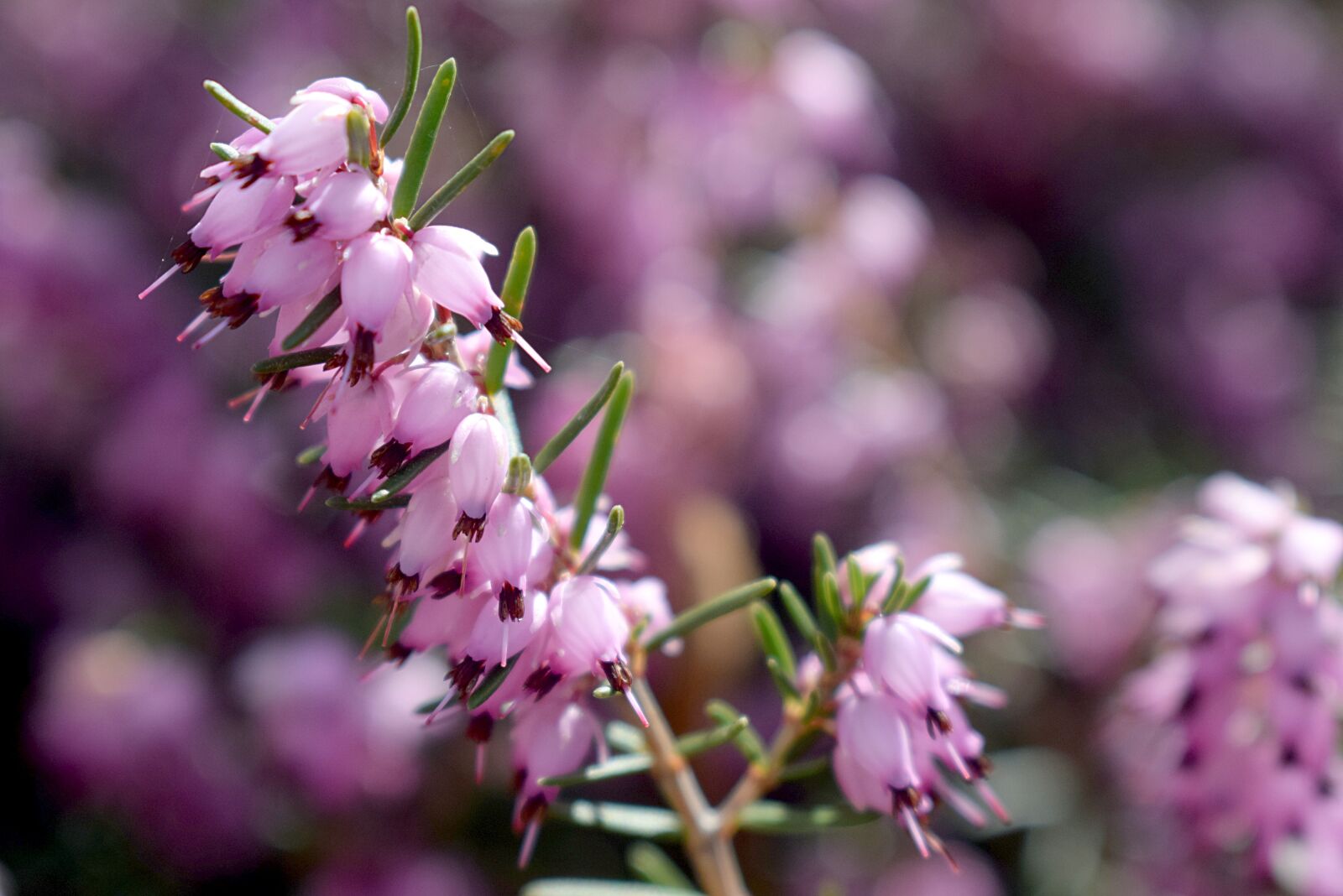 Nikon D3300 sample photo. Flower, nature, outdoors photography
