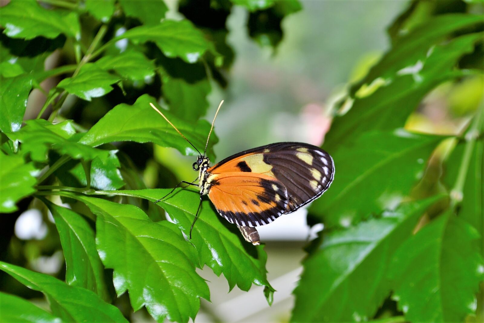 Nikon D3100 sample photo. Monarch butterfly, insect, bug photography