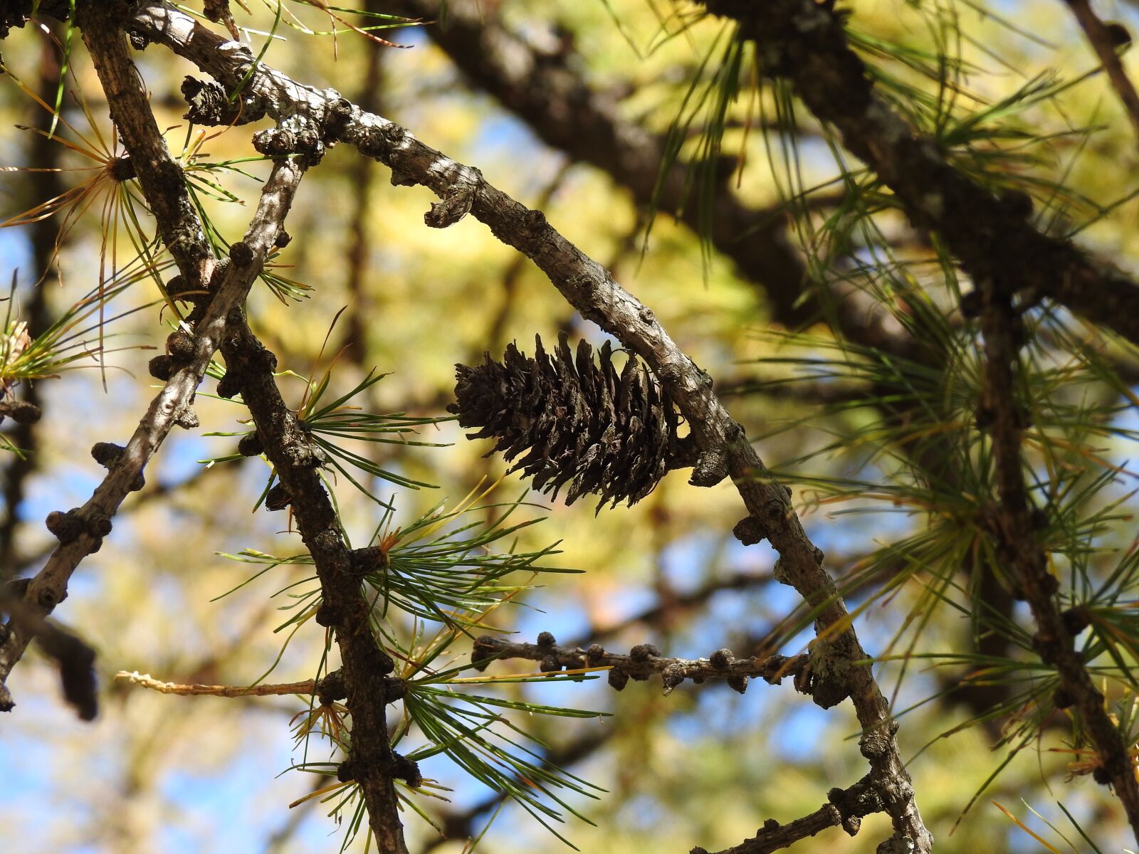 Nikon Coolpix P900 sample photo. Cone, branches, pine photography