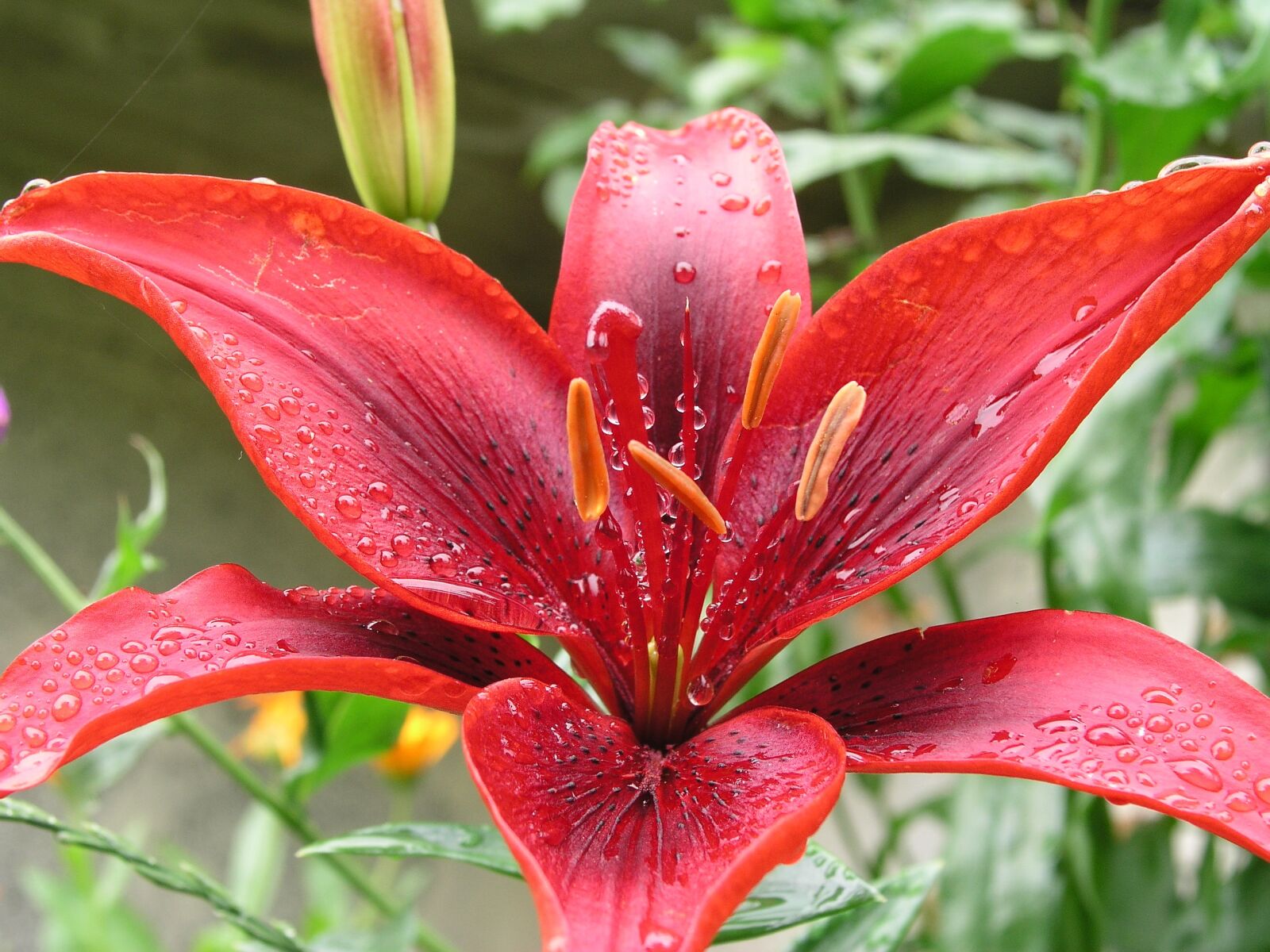 Olympus C5050Z sample photo. Flower, red, bloom photography