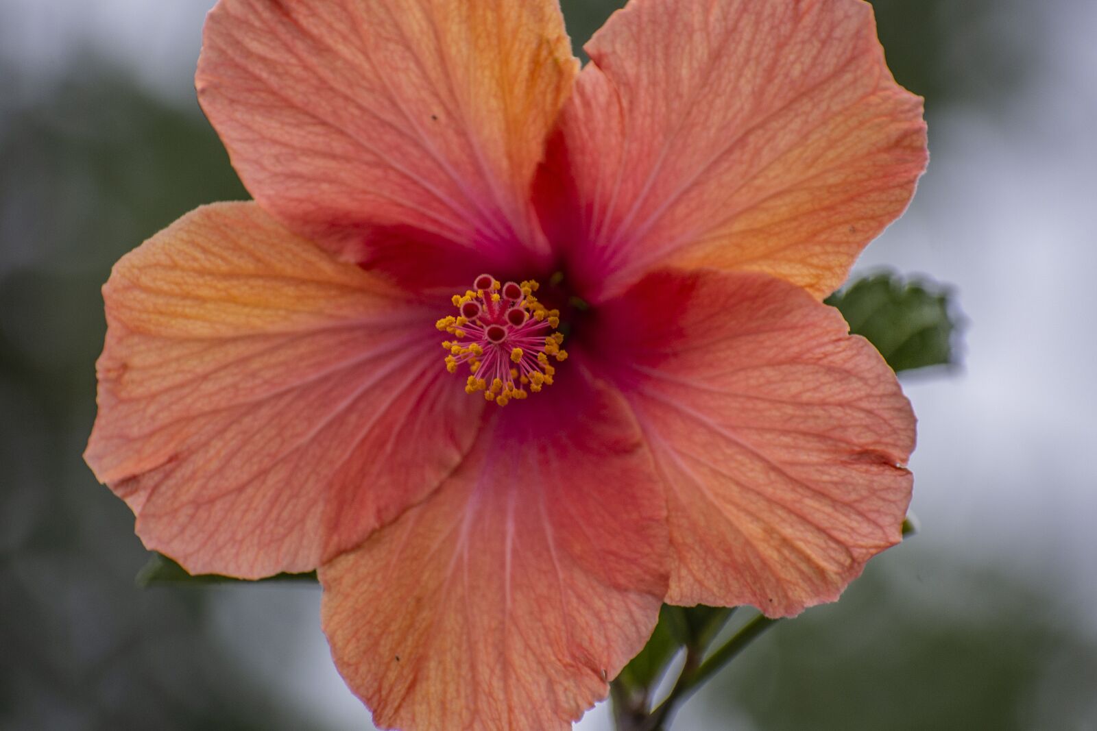 Nikon D600 sample photo. Flower, nature, plant photography