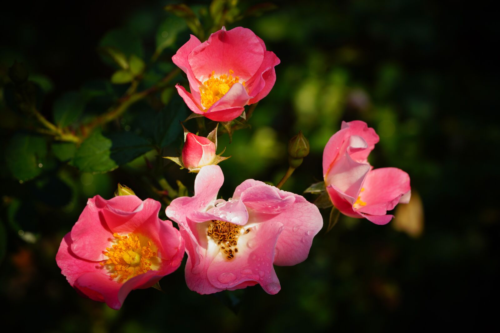 Sony a7R III + Sony FE 90mm F2.8 Macro G OSS sample photo. Flower, nature, beautiful photography