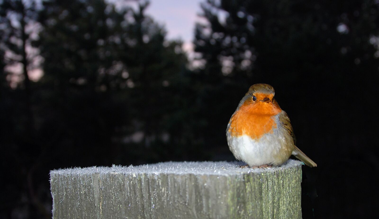 Nikon D80 sample photo. Robin, bird, nature photography
