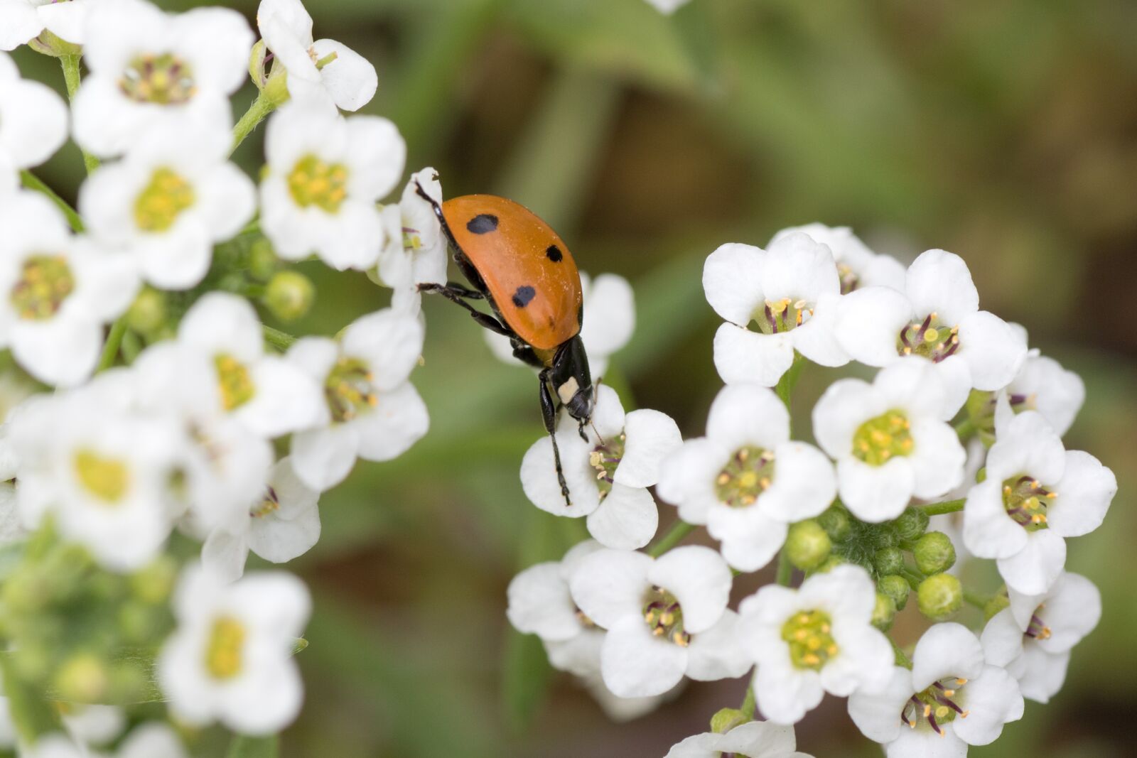 Canon EOS 7D Mark II sample photo. Ladybug, siebenpunkt, red photography