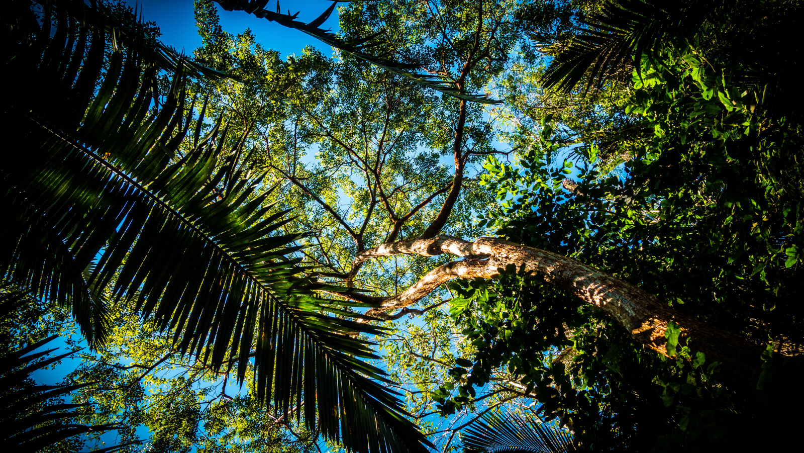 Sony Cyber-shot DSC-RX100 IV sample photo. Bright, daylight, environment, forest photography
