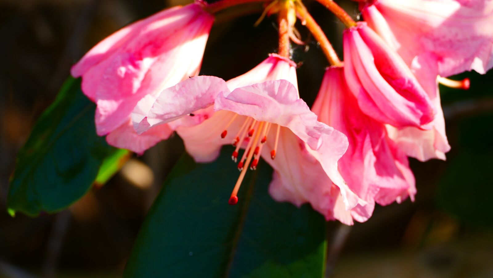 Panasonic Lumix DMC-FZ1000 sample photo. Rhododendron, flower, flowers photography