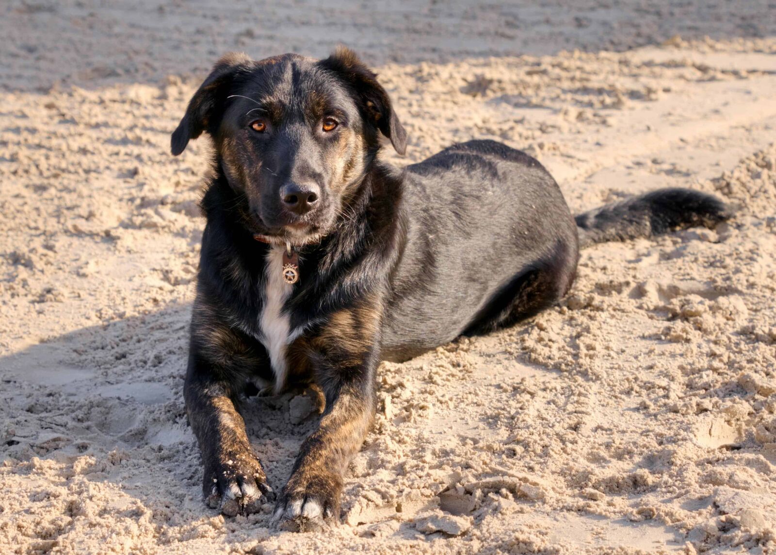 Nikon D300 sample photo. Animal, black dog, ground photography