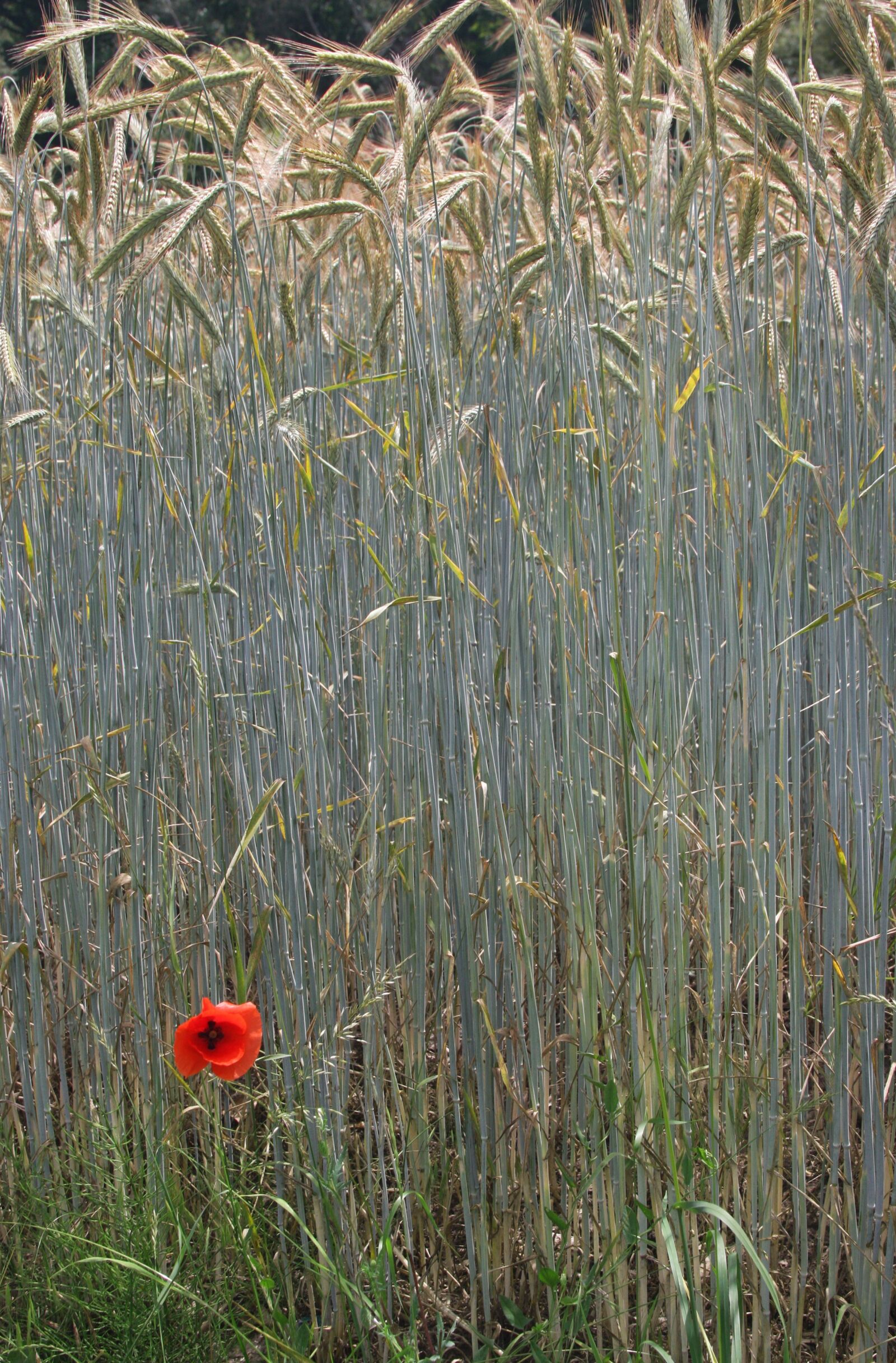 Canon EOS 40D sample photo. Poppy, contrast, flower photography